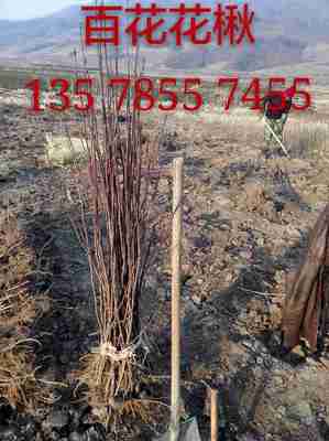 城市绿化植物资源与苗木供应——以太平苗圃为例