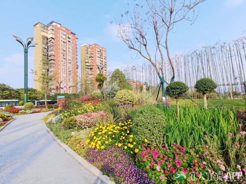 翠屏区 城市花海妆点幸福生活，精细管理提升绿化品质