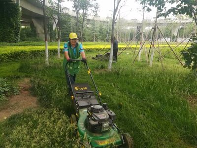 市园林局城市绿化养护管理处5月24日工作动态简报